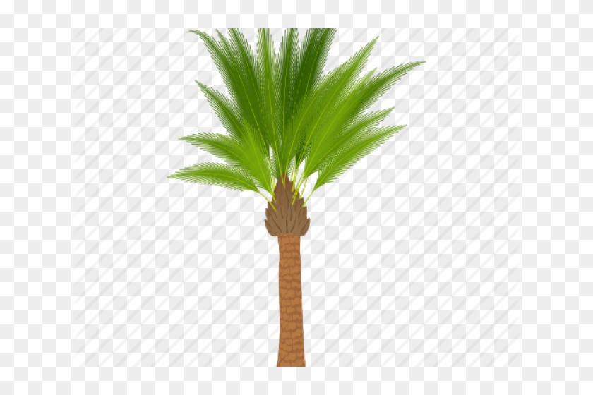 Images Of Cartoon Palm Trees - Cartoon Palm Oil Tree Clipart