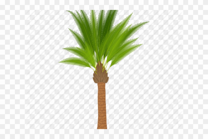 Images Of Cartoon Palm Trees - Cartoon Palm Oil Tree Clipart #1353527