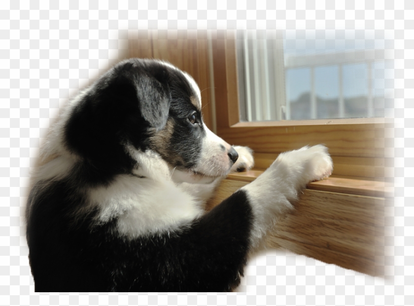 Out Of Town Pet Care - Separation Anxiety In Dogs Clipart