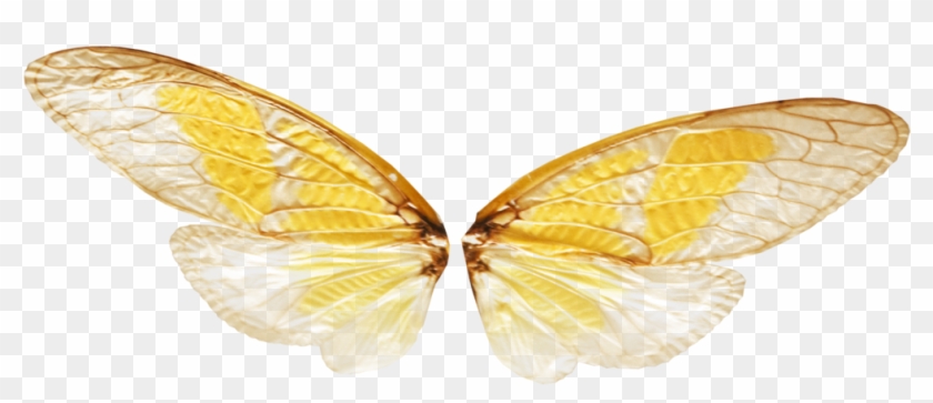 Fairylilies Butterfly Wings Png Transparent Mine But - Fairy Wings Png Transparent Clipart #1354336