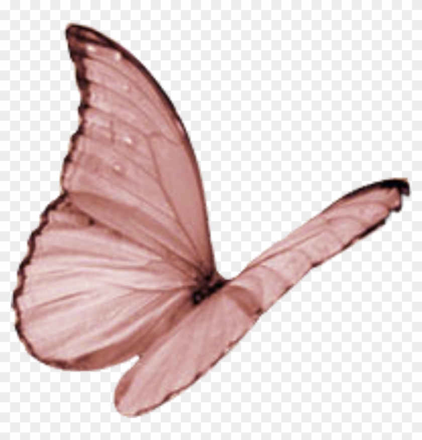 1024 X 1024 1 - Lycaenid Clipart #1354452