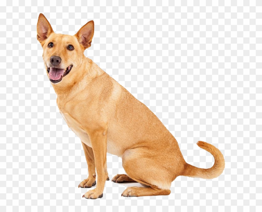 Download Transparent Png - Tan Dog With Pointy Ears Clipart #1354649