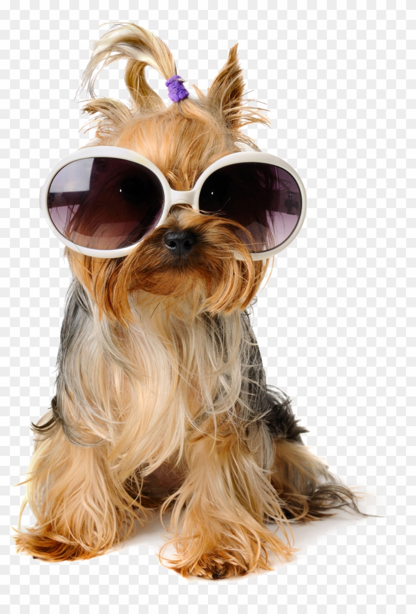 Dog Birthday Puppy Pet Sitting Greeting Card - Yorkshire Terrier Birthday Free Clipart #1354717