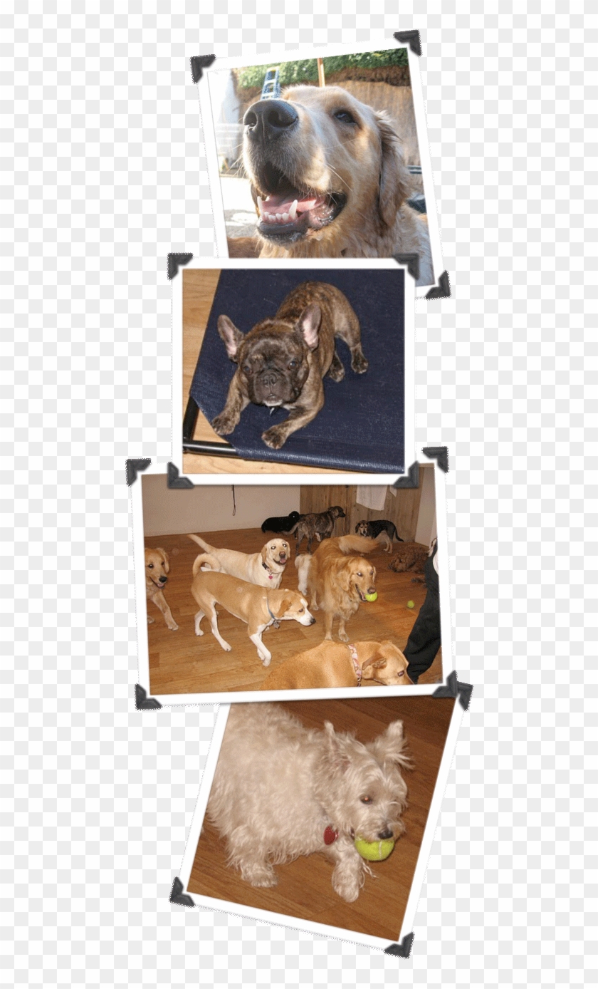 Clipart Free Library About Day Care Boarding Santa - Boxer - Png Download #1354992