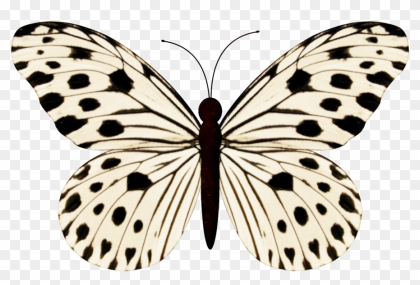 9 Butterfly Drawing, Butterfly Images, Butterfly Wings - Small Wood Nymph Butterfly Clipart #1354996