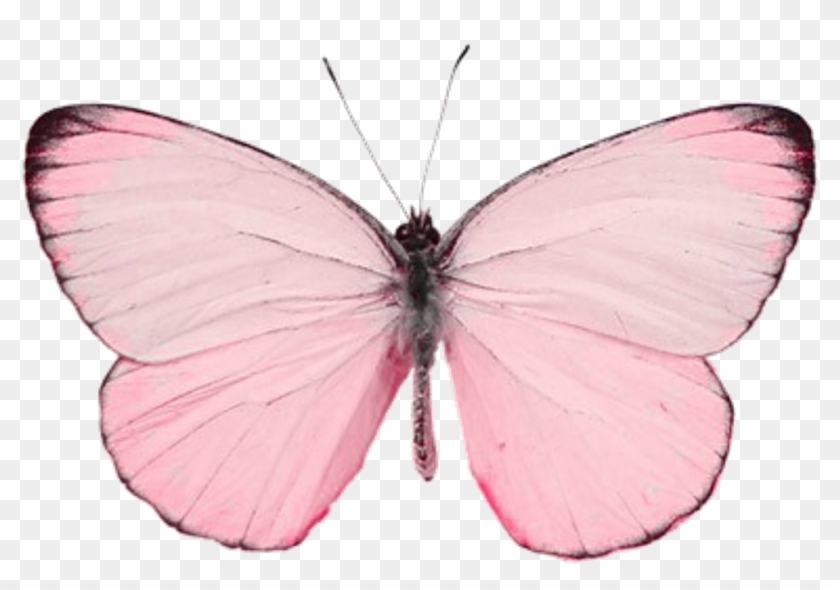 #butterfly #butterflywings #wings #pink #love #nature - Mint Color Butterfly Clipart #1355186