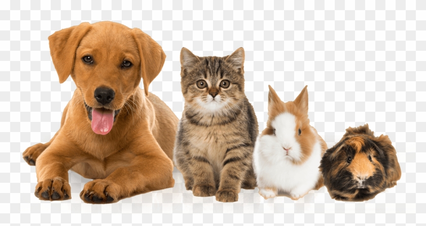 Dog Walkers Peterborough - Hayvanlar Clipart