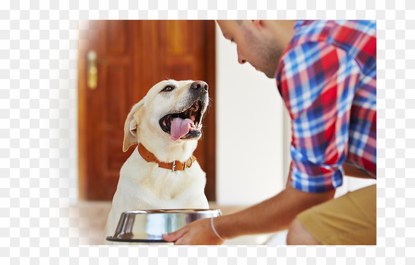 Petsitting - Estate Petfood Clipart #1355357