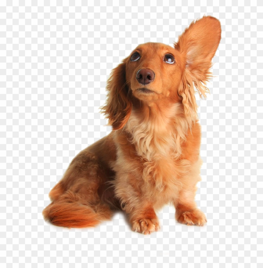 Dachshund Pet Sitting Grooming Listening Drooping Ears - Dog Hear Clipart #1355622
