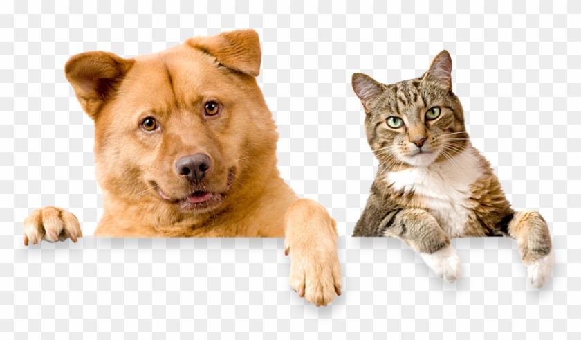 Domestic Cat And Dog Clipart