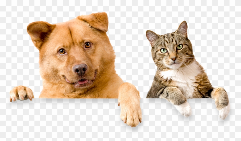 Domestic Cat And Dog Clipart #1355679
