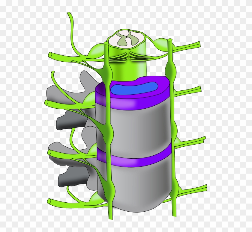 Ch13 Vertebral Column Clipart #1357095