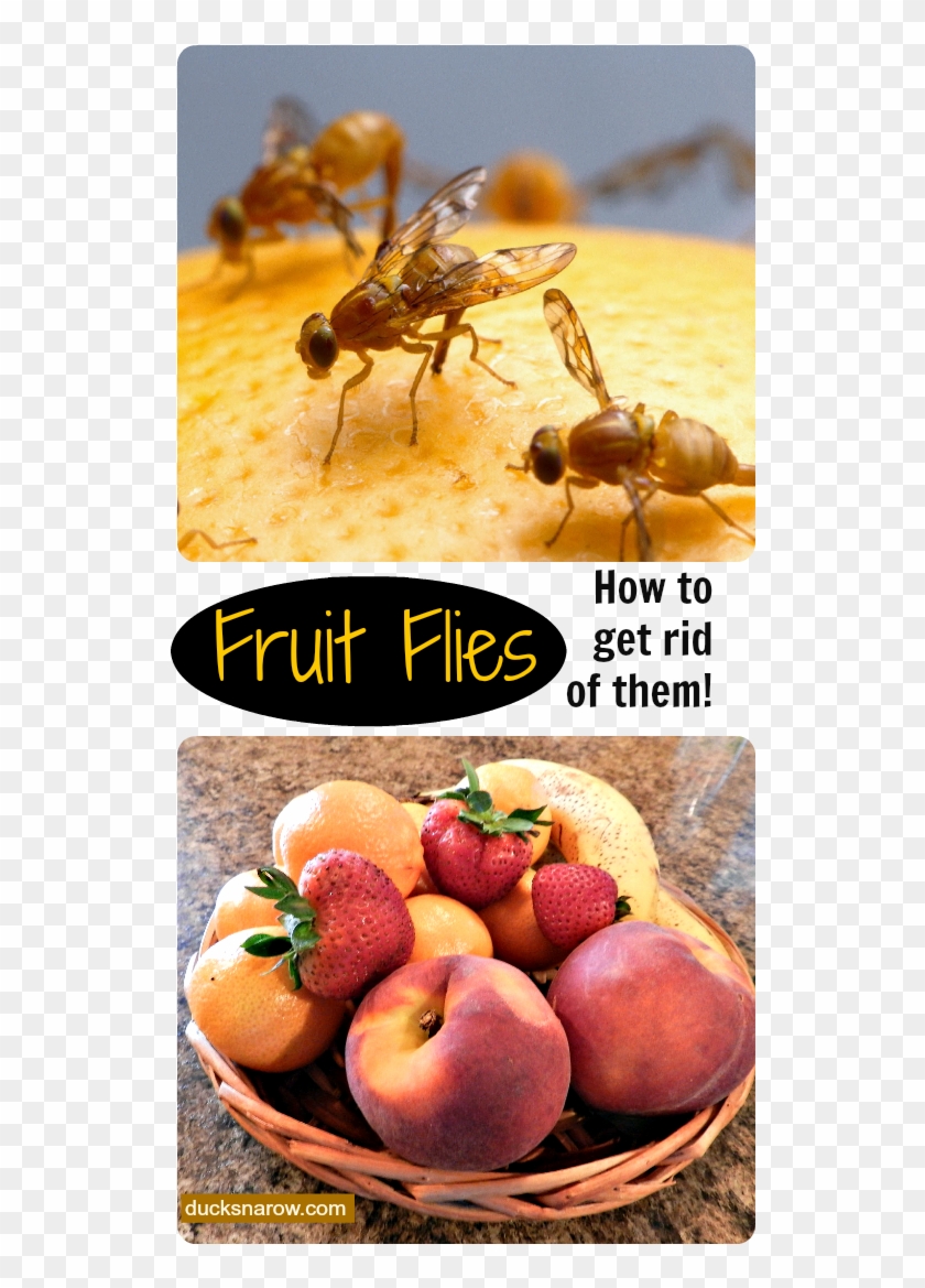 How To Get Rid Of Fruit Flies Naturally, Fruit Fly - Mexican Fruit Fly Clipart #1358039