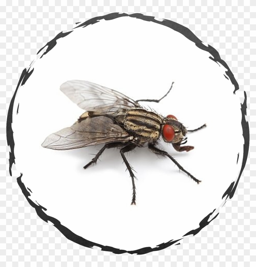 A Detailed Inspection Of The Property May Be Necessary - House Fly Clipart #1358188
