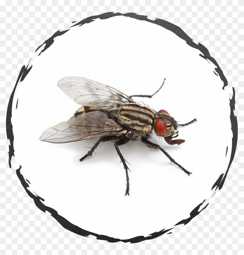 A Detailed Inspection Of The Property May Be Necessary - House Fly Clipart