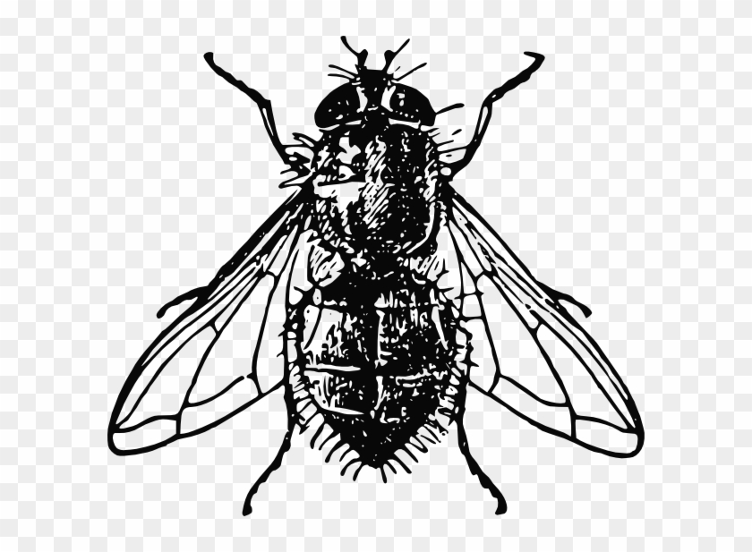 Drawing Flies House Fly - House Fly Illustration Clipart #1358220