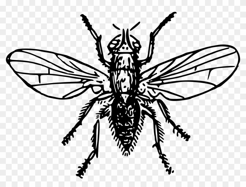 Big Image - Bee Clipart #1358245