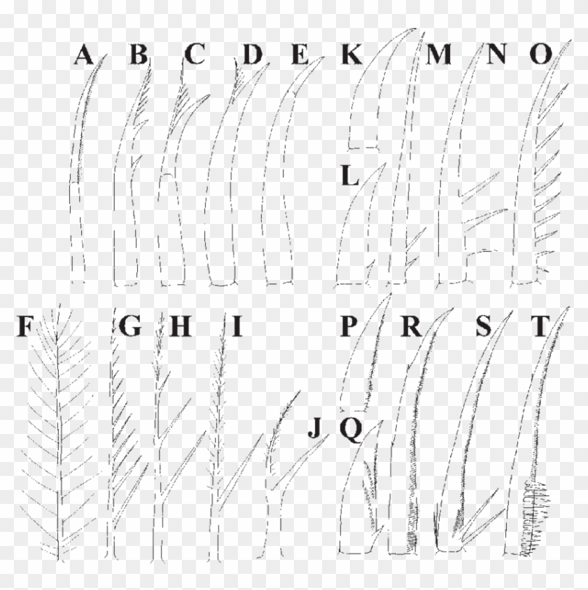 Some Examples Of Vertical Homologous Rows - Dwarf Runes Clipart