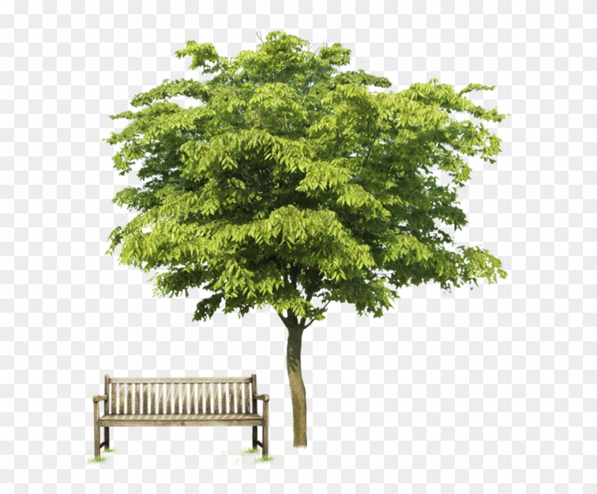 Tubes Arbre Photoshop, Arbre Png, Plantae, Architectural - Psd Clipart