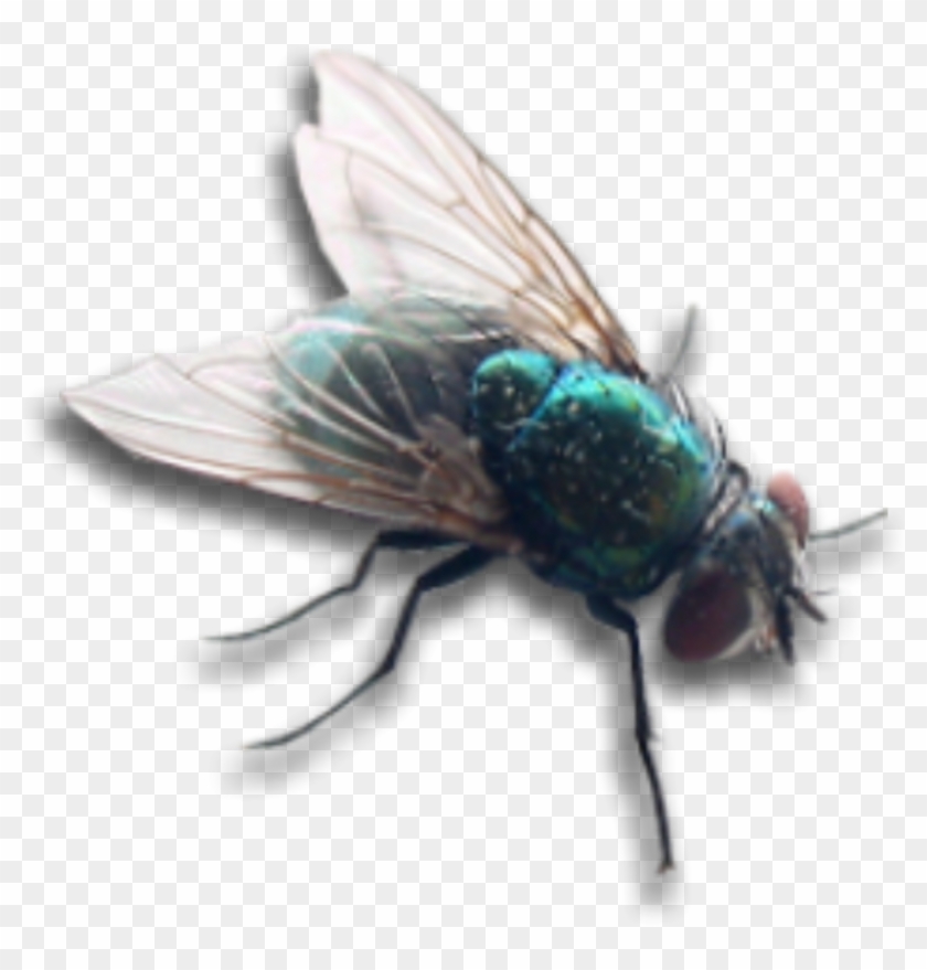 Housefly Fly Bug Insect Wings Overlay Decoration Decal - Fly Clipart #1359095