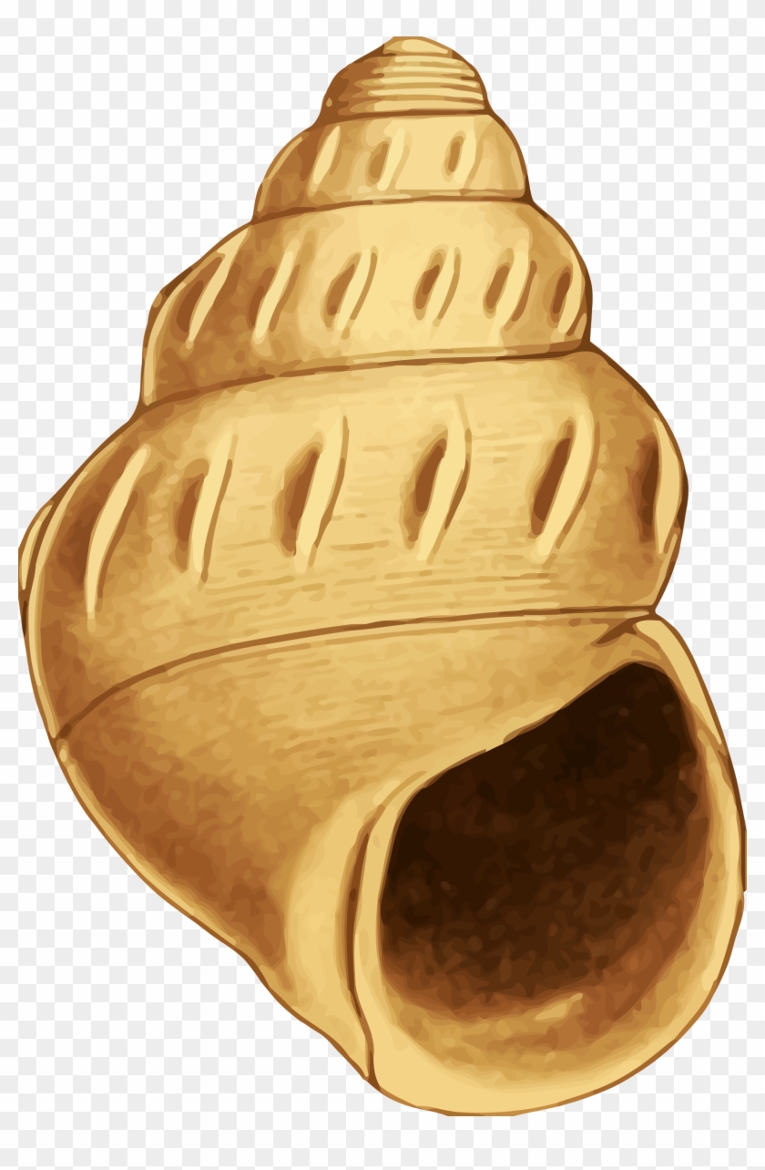 This Free Icons Png Design Of Sea Shell 40 Clipart