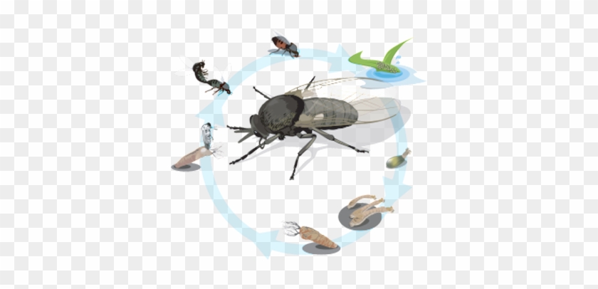 Black Flies - Weevil Clipart
