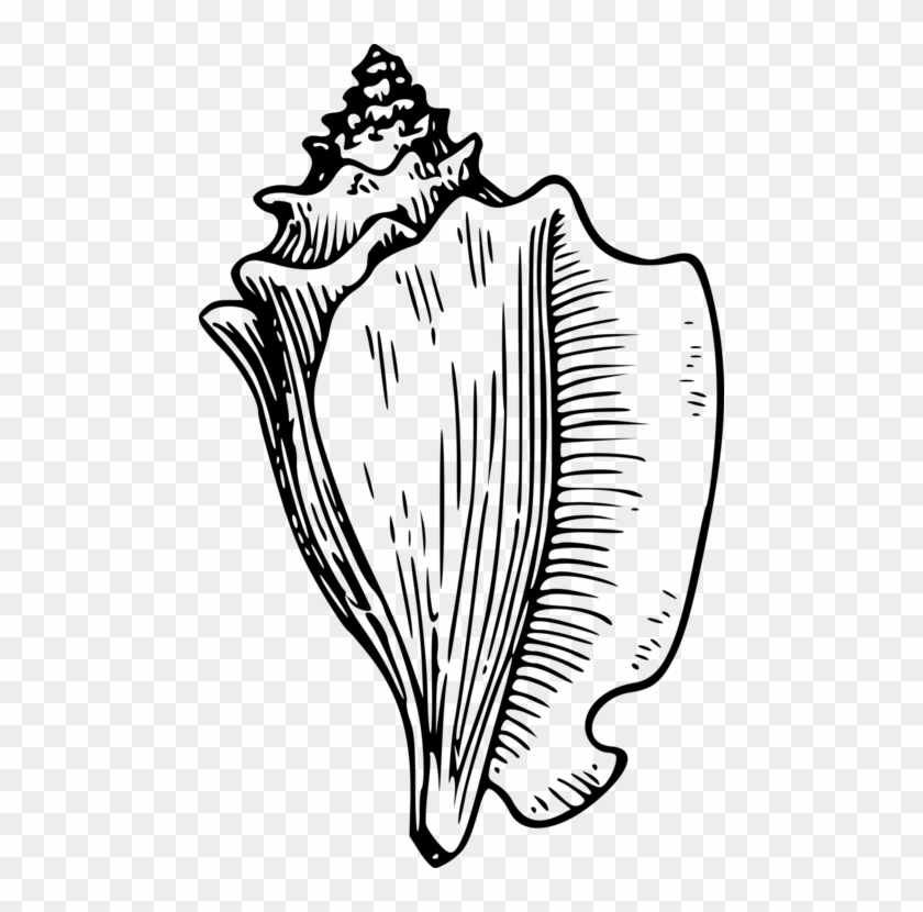 Conch Seashell Download Free - Conch Shell Black And White Clipart - Png Download #1359613