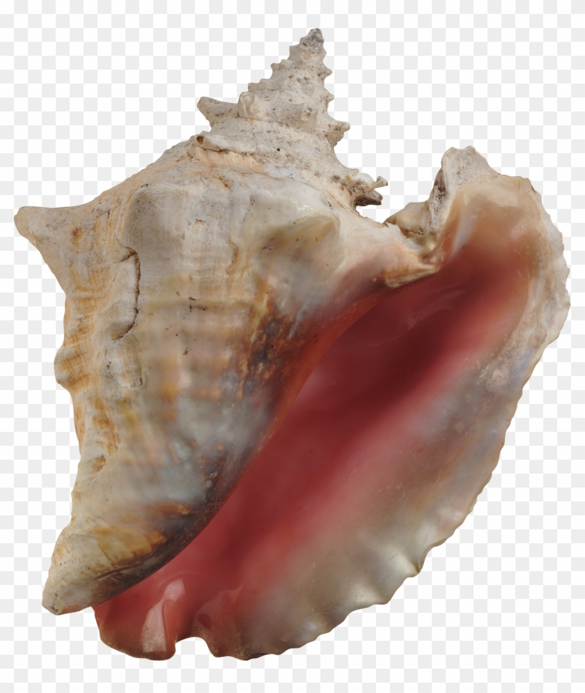 Conch Shell Clipart