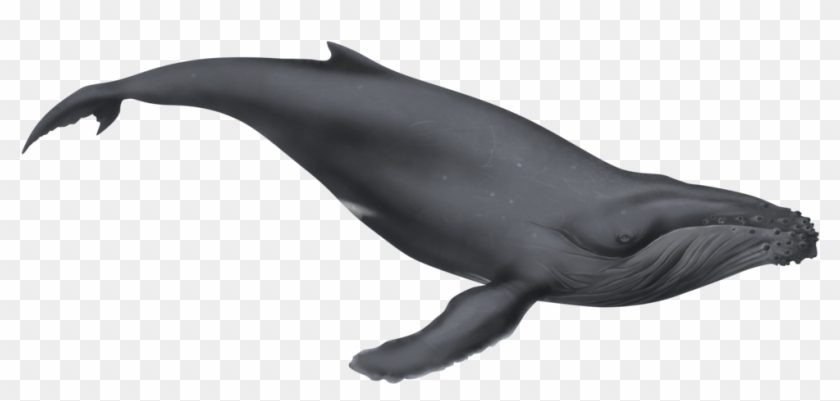 1024 X 494 11 - Humpback Whale Clipart Png Transparent Png