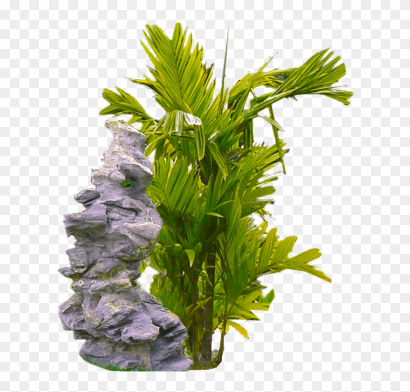 Tropical Plant Png Clipart