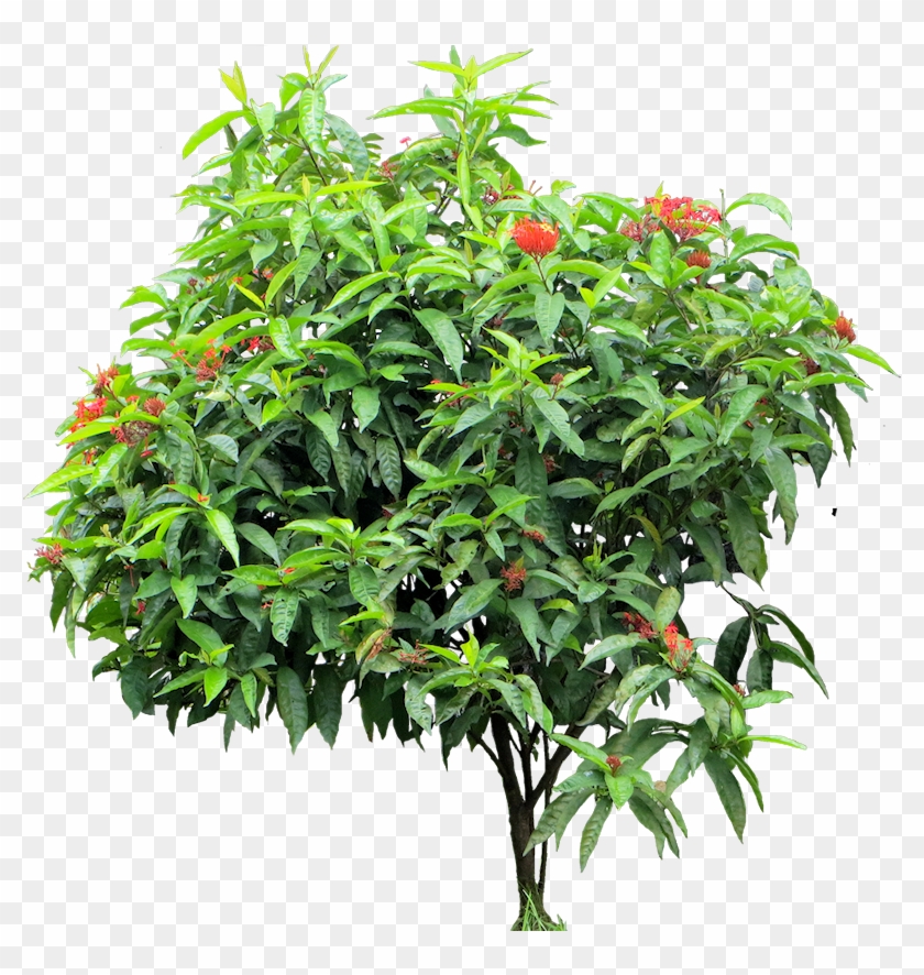 Flowering Tropical Plants Png - Ixora Png Clipart