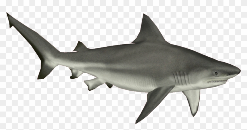 Great White Shark Clipart Aquatic Animal - Tiger Shark No Background - Png Download #1361974