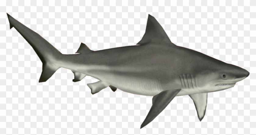 Great White Shark Clipart Aquatic Animal - Tiger Shark No Background - Png Download