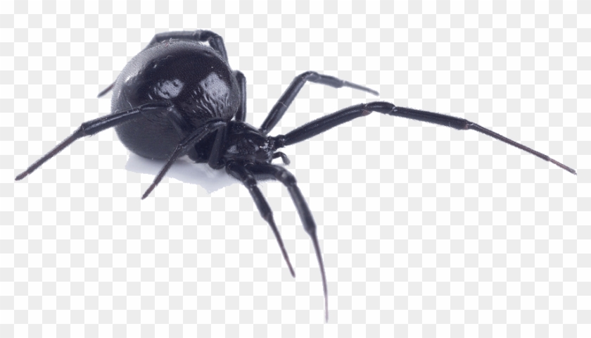 Black Widow Spider Gis Clipart #1362641