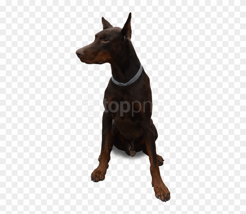 Free Png Dog Sitting Png Images Transparent - Sitting Dog Png Clipart #1364851