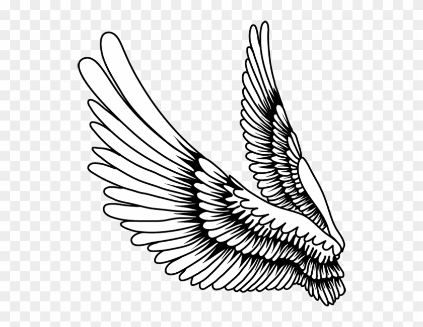 Bird Feather Drawing - ภาพ วาด ปีก การ์ตูน Clipart #1365556