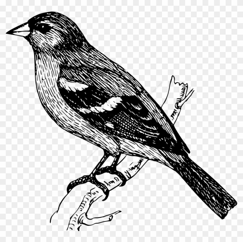 Free Png Bird On A Branch Drawing Png Image With Transparent - Finch Clipart Black And White #1365621