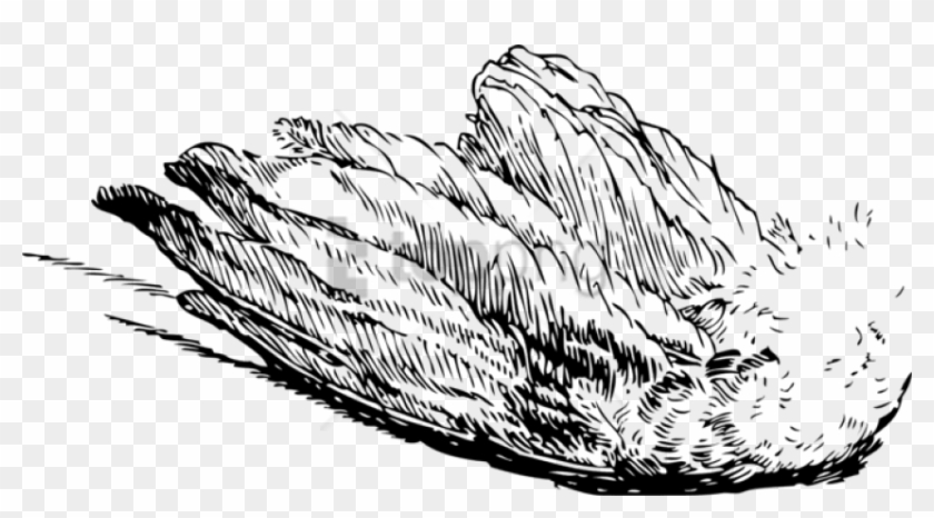 Free Png Download Bird Wing Transparent Png Images - Bird Wings Illustration Transparent Clipart #1365815