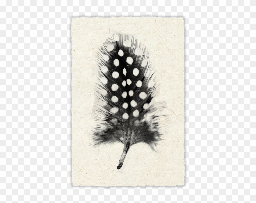 Spotted Black And White Feather Clipart #1366117