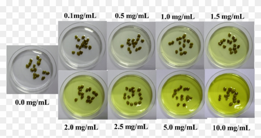 S10 Growth Of Green Beans After 0 H At Different Concentration - Chocolate Chip Clipart