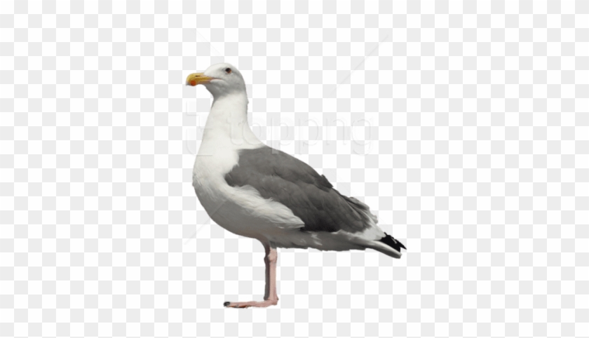 Free Png Download Gull Png Images Background Png Images - Seagull Stock Clipart #1370229