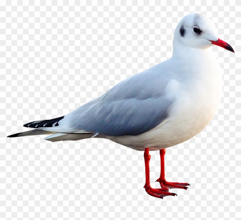Seagull, Bird, Animal, Water Bird, Seevogel, Close - Mouette En Png Clipart #1370415