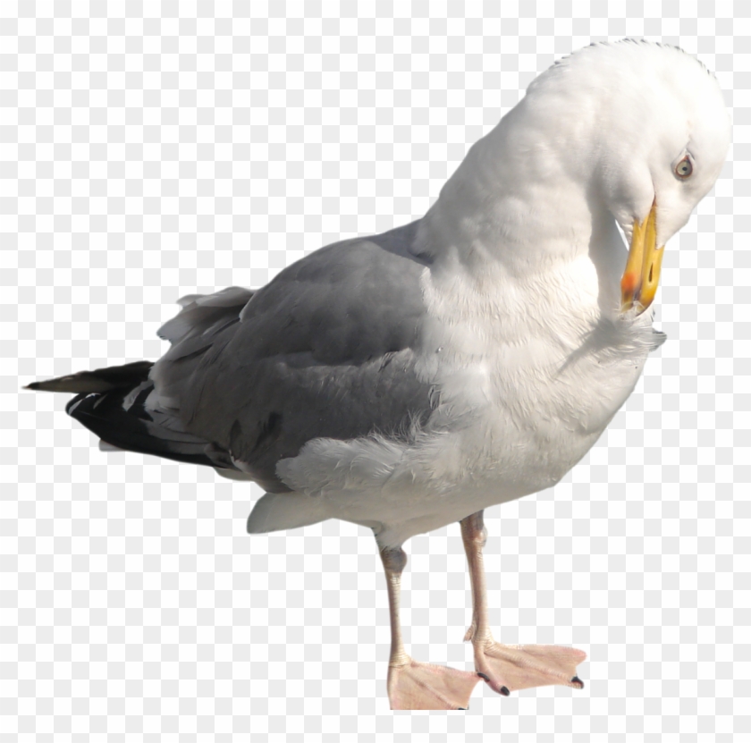 Download Png Image Report - Seagull Pngs Clipart #1370515