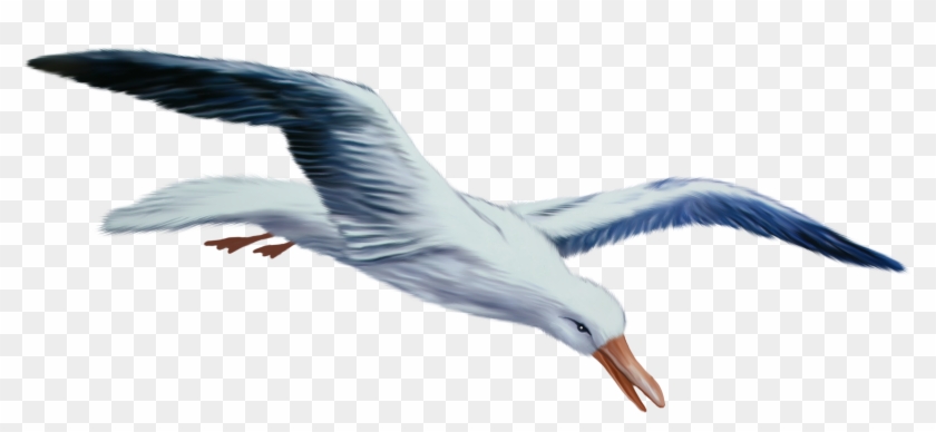 Gull Png - Seagull Transparent Background Clipart #1370747