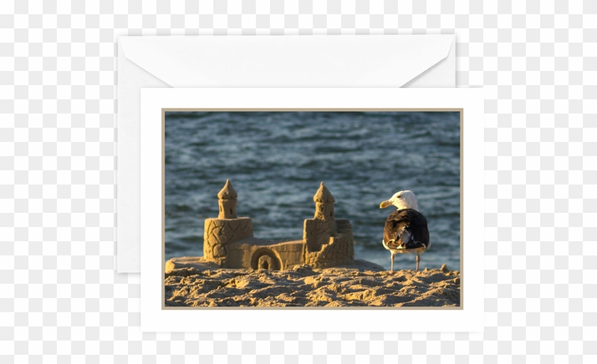 Seagull-1 - Picture Frame Clipart #1371021