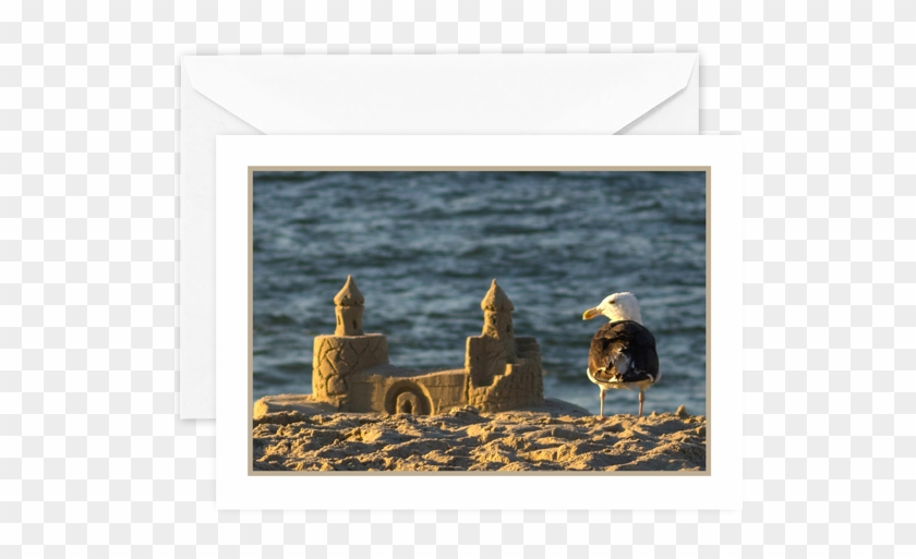 Seagull-1 - Picture Frame Clipart