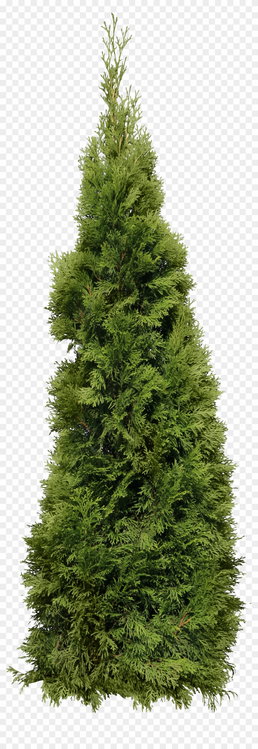 Green Big Fir-tree Png Image - Cypress Tree Transparent Background Clipart #1373425