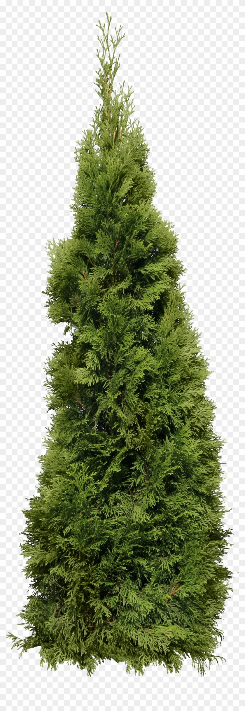 Green Big Fir-tree Png Image - Cypress Tree Transparent Background Clipart