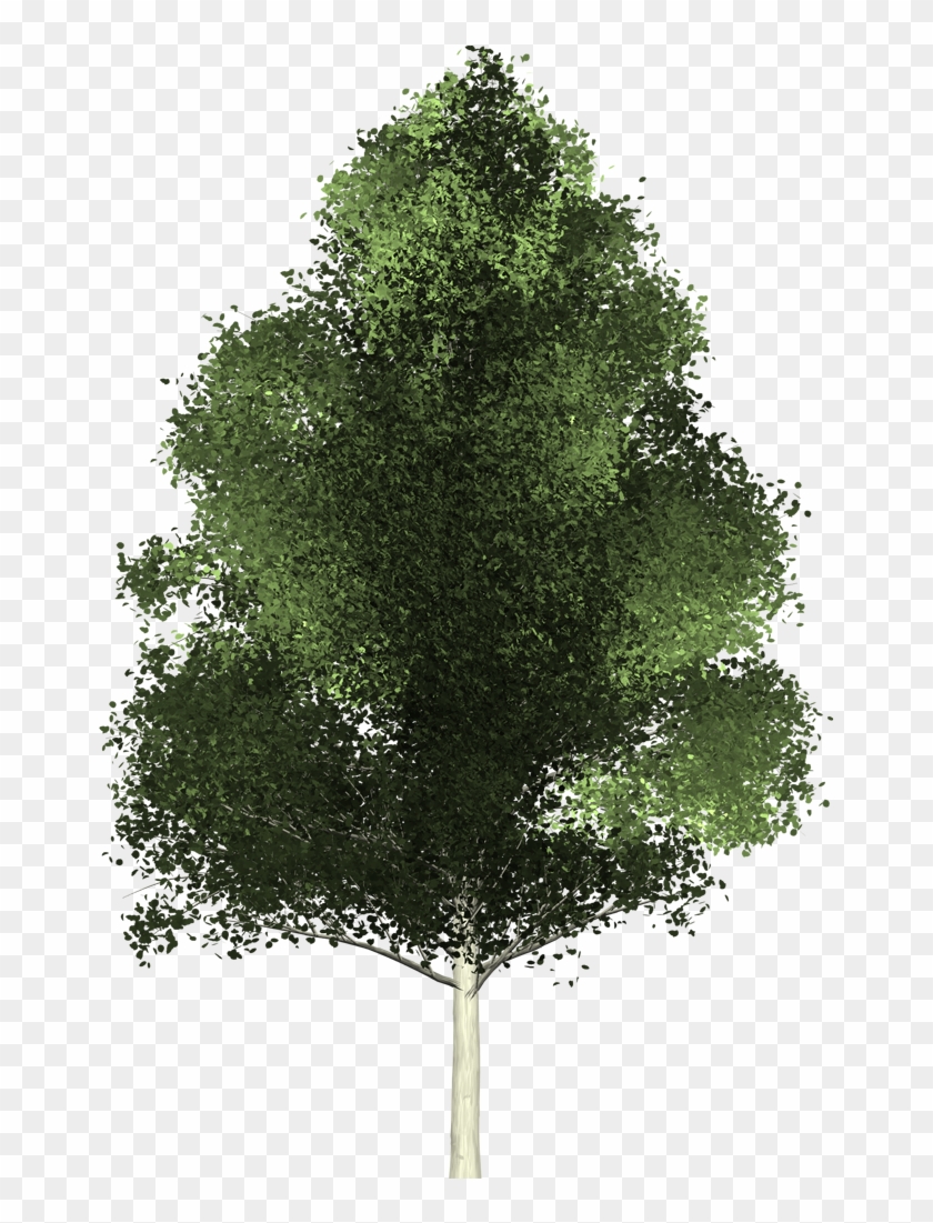 1080 X 1020 12 0 - Tree From Above Transparent Clipart #1373615
