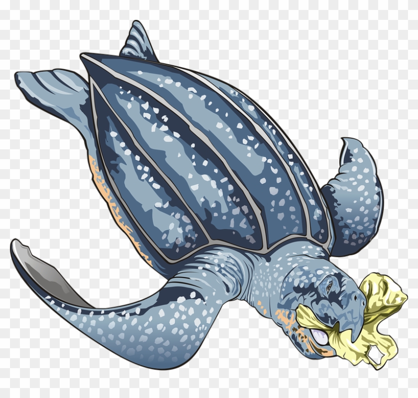 Credit - Pixabay - - Micro Plastics Found In Human Guts Clipart